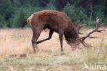 Red Deer (Cervus elaphus)