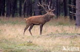 Red Deer (Cervus elaphus)