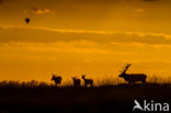 Red Deer (Cervus elaphus)