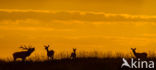 Red Deer (Cervus elaphus)