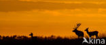 Red Deer (Cervus elaphus)