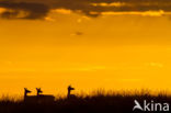 Red Deer (Cervus elaphus)