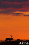 Red Deer (Cervus elaphus)