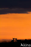 Red Deer (Cervus elaphus)