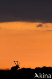 Red Deer (Cervus elaphus)