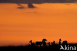 Red Deer (Cervus elaphus)