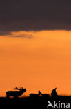 Red Deer (Cervus elaphus)