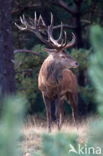 Red Deer (Cervus elaphus)