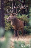 Red Deer (Cervus elaphus)