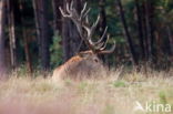 Red Deer (Cervus elaphus)