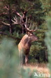 Red Deer (Cervus elaphus)