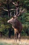 Red Deer (Cervus elaphus)