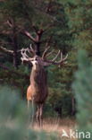 Red Deer (Cervus elaphus)