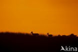 Red Deer (Cervus elaphus)