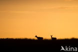 Red Deer (Cervus elaphus)