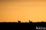 Red Deer (Cervus elaphus)