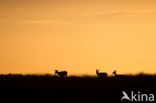 Red Deer (Cervus elaphus)