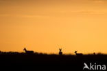 Red Deer (Cervus elaphus)