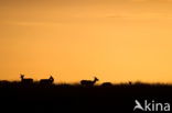 Red Deer (Cervus elaphus)