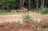 Red Deer (Cervus elaphus)