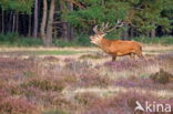 Red Deer (Cervus elaphus)