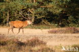 Red Deer (Cervus elaphus)