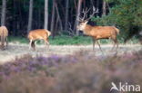 Red Deer (Cervus elaphus)