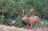 Red Deer (Cervus elaphus)