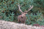 Red Deer (Cervus elaphus)