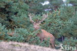 Red Deer (Cervus elaphus)