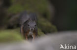 Red Squirrel (Sciurus vulgaris)