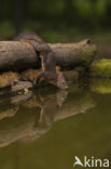 Red Squirrel (Sciurus vulgaris)