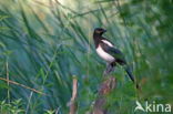 Black-billed Magpie (Pica pica)
