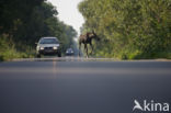 Elk (Alces alces)