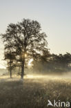 Empese en Tondense Heide