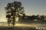 Empese en Tondense Heide