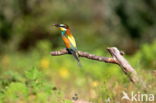 European Bee-eater (Merops apiaster)