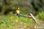 European Bee-eater (Merops apiaster)