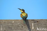 European Bee-eater (Merops apiaster)