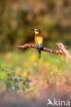 Europese Bijeneter (Merops apiaster)