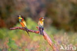 European Bee-eater (Merops apiaster)