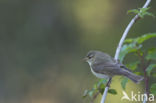 Willow Warbler (Phylloscopus trochilus)