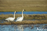 Fluitzwaan (Cygnus columbianus)