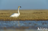 Fluitzwaan (Cygnus columbianus)