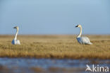 Fluitzwaan (Cygnus columbianus)