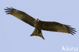 Yellow-billed kite (Milvus parasitus)