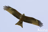 Yellow-billed kite (Milvus parasitus)