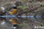 Gekraagde Roodstaart (Phoenicurus phoenicurus)