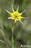 Gele morgenster (Tragopogon pratensis ssp. pratensis)