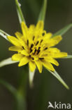Gele morgenster (Tragopogon pratensis ssp. pratensis)